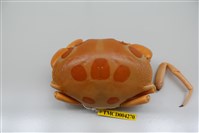 藏品(紅斑瓢蟹)的圖片